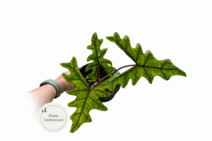 Alocasia Jacklyn (Rare Tandurusa) - 4" Pot