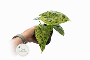 Rare Alocasia Dragon Scale ‘Melted Mint’