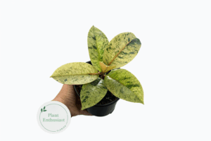 Ficus Elastica 'Shivereana Moonshine' (Rare Variegated Rubber Plant)