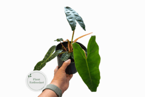 Philodendron Billietiae (Orange Petiole Beauty) - 4" Pot